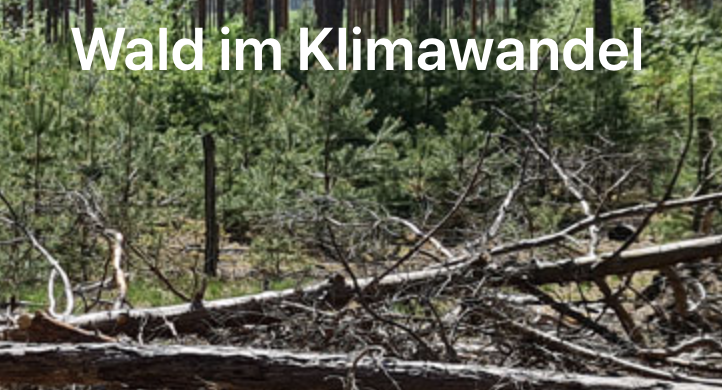 Wald im Klimawandel, Foto Wald mit Schriftzug